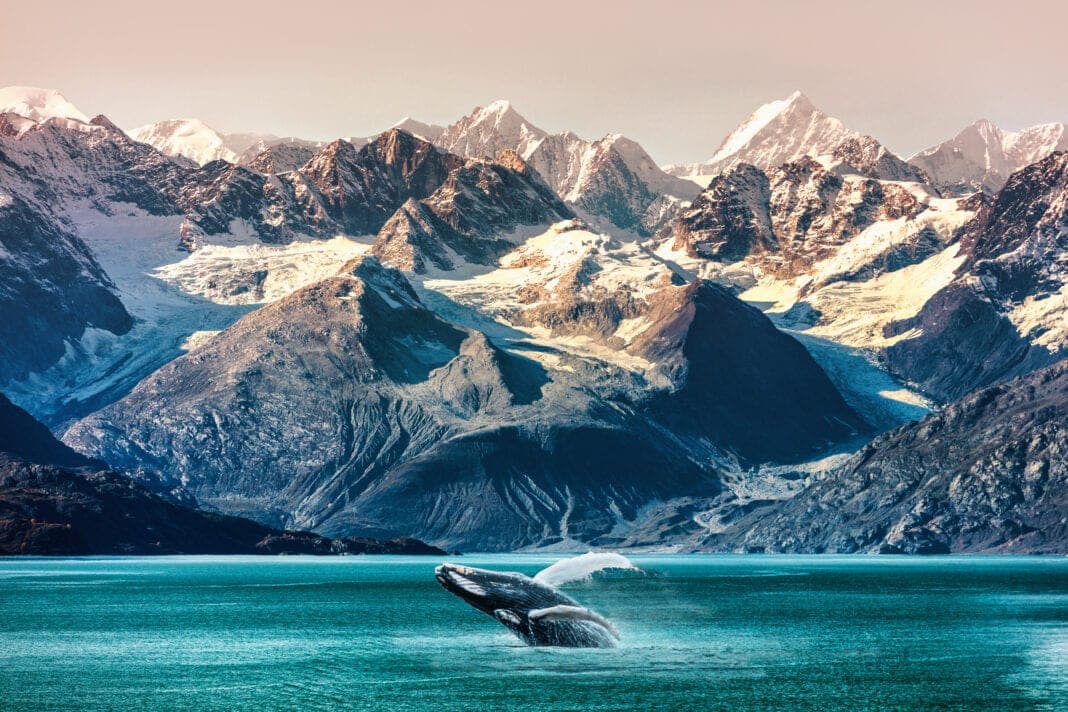 Alaska-Kreuzfahrten werden 2021 erlaubt; Whale Watching Bootsausflug; Foto: ©Maridav - stock.adobe.com