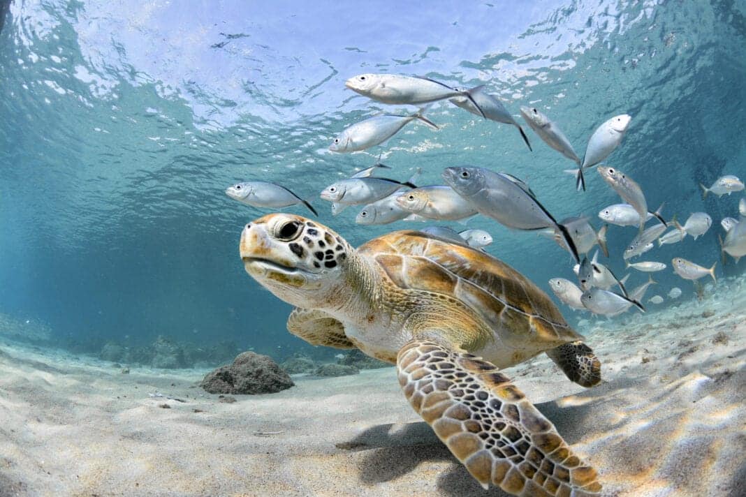 Ins Reich der Galapagos-Schildkröte führen neue Reisen von Hurtigruten Expeditions. Foto: LFPuntel i-Stock, GettyImages