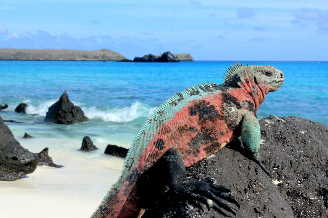 Meerechse auf den Galapagos-Inseln. Foto: Celebrity Cruises