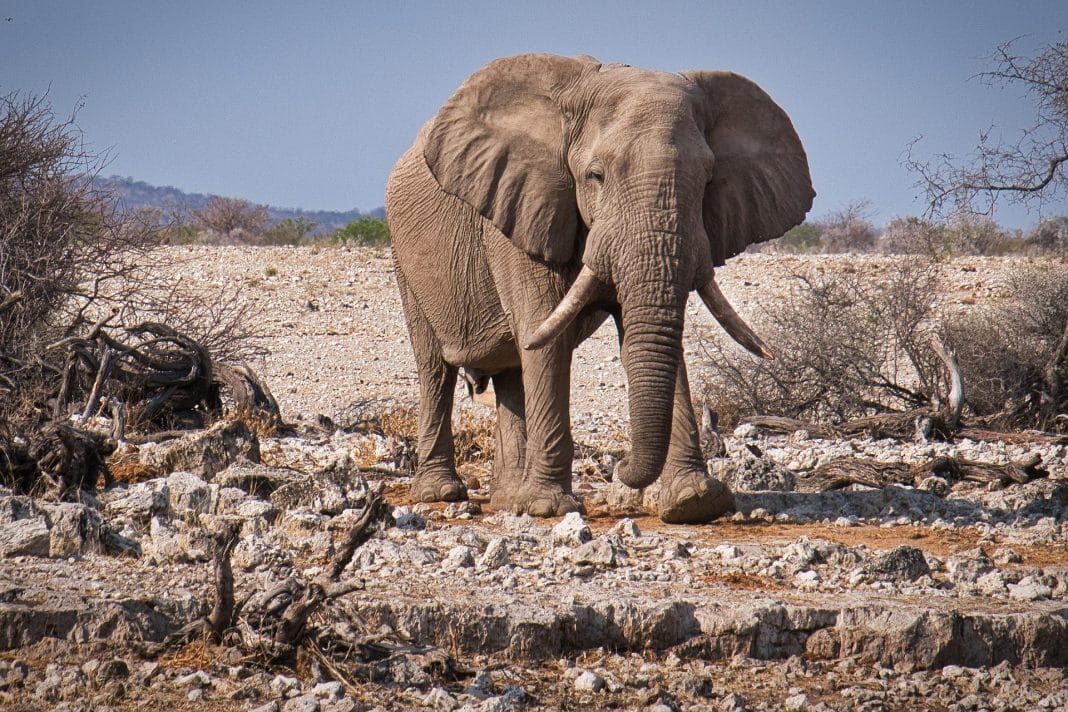 Wüstenelefant in Namibia, Foto: © Nicko Cruises