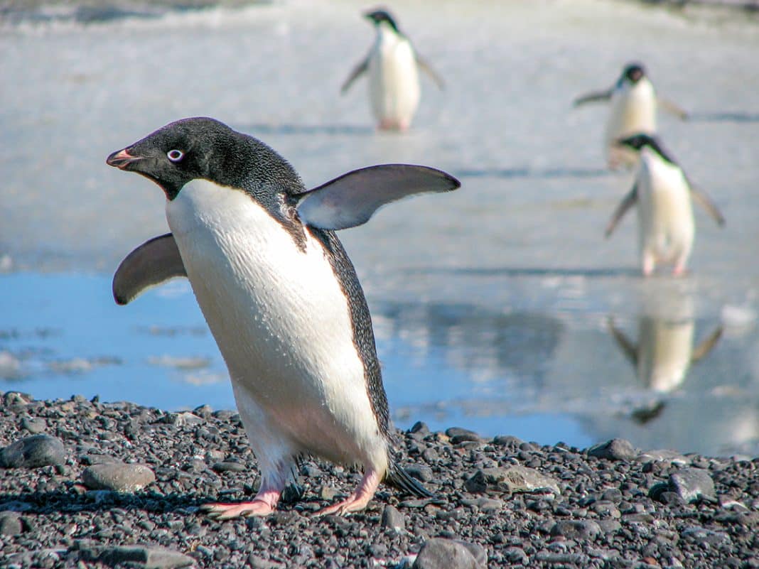 Adelie-Pinguine, Kap Adare, Antarktis. Foto: © Seabourn Cruises
