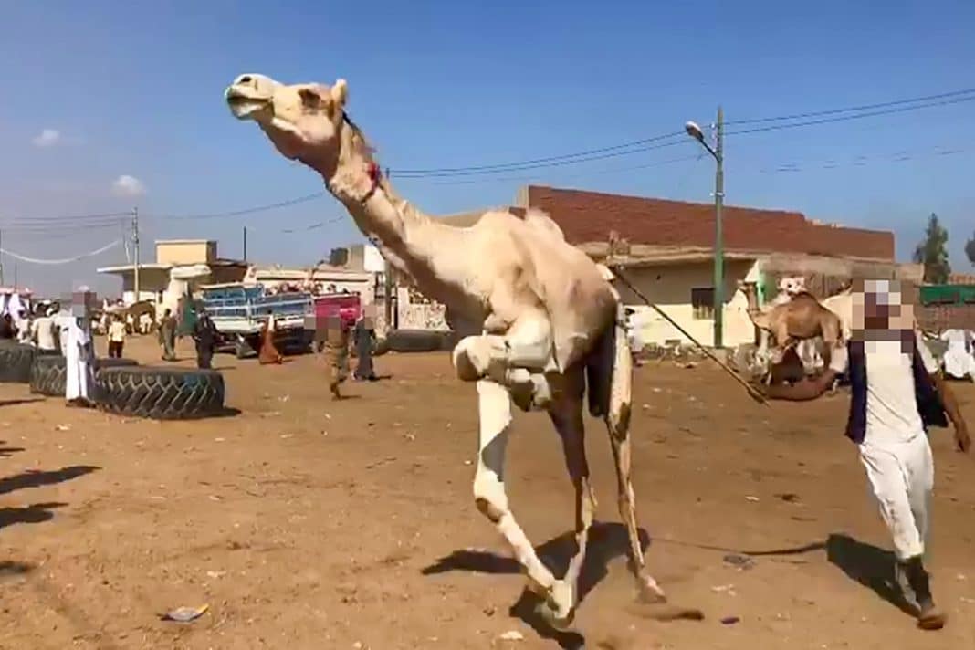 Tierrechtsorganisation Peta zeigt Misshandlung von Reit-Kamelen in Ägypten, Appell an Reisende. Foto: © PETA