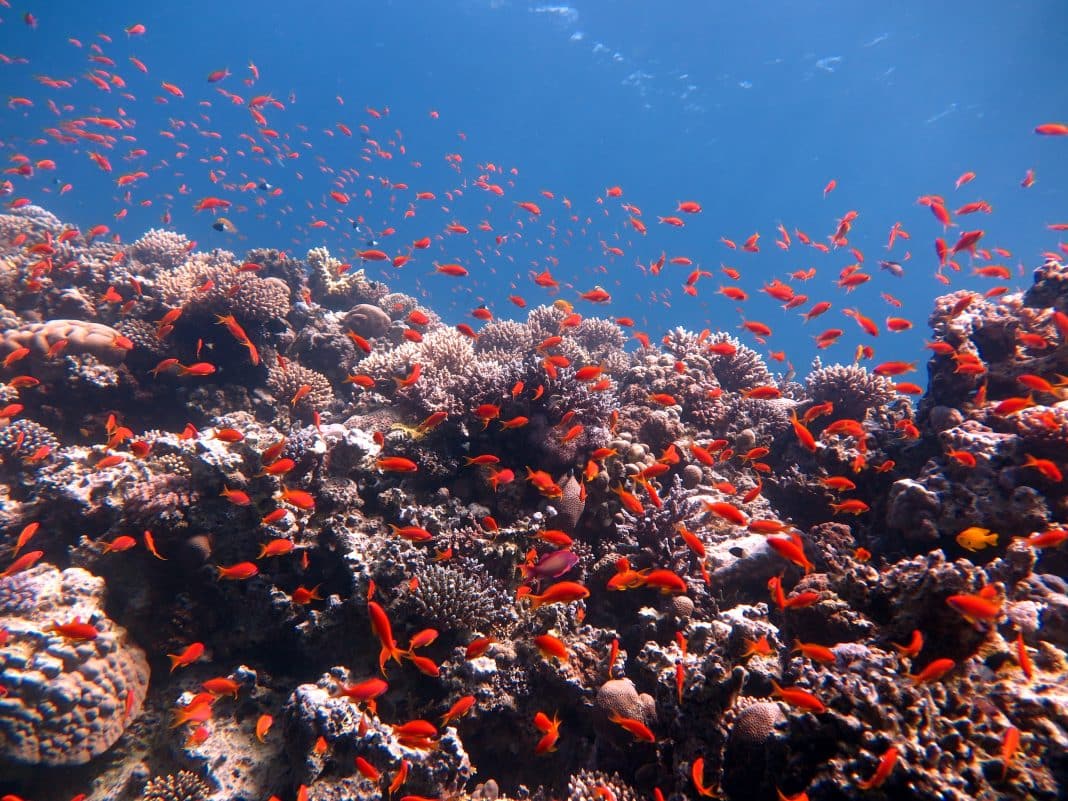 Fische und Korallenriff im Roten Meer, Foto: © Adobe Stock / Ayman