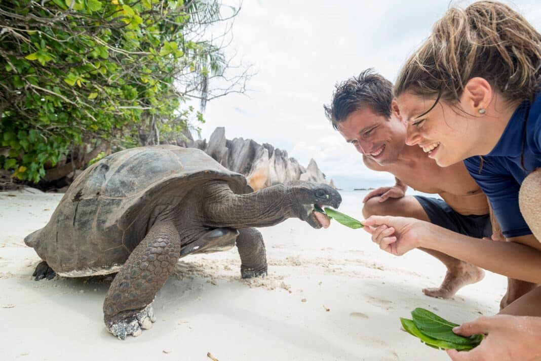 Den Bewohnern der Seychellen, Riesenschildkröten, kommen die Silhouette-Gäste sehr nah. Foto: Silhouette Cruises