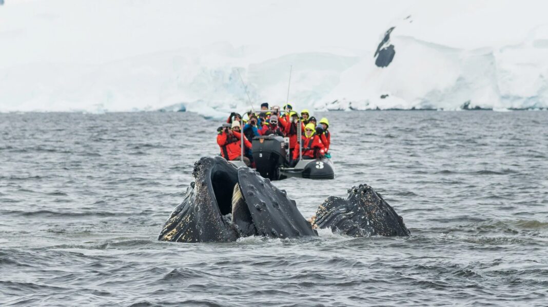 Für die aktuelle Saison hat HX insgesamt 1.158 Übernachtungen für Forschende an Bord der Expeditionsschiffe in der Antarktis reserviert. Foto: © Hurtigruten Expeditions and Karsten Bidstrup
